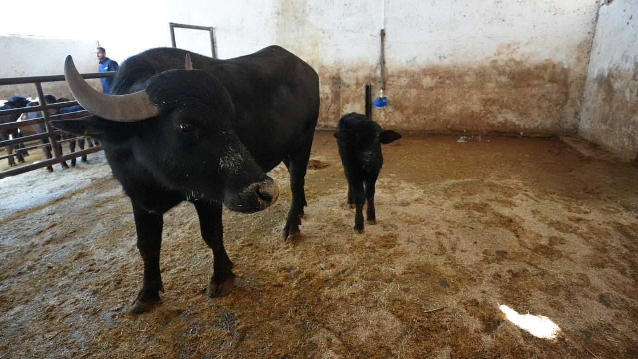 Diyarbakır'da Embriyo Transferi4