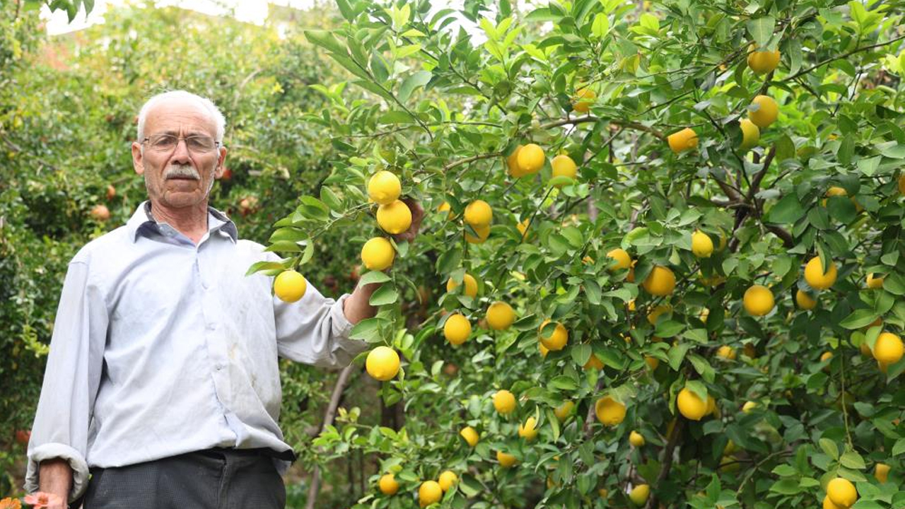 Diyarbakır’ın Bu Köyünde Tropikal Meyve Yetişiyor1