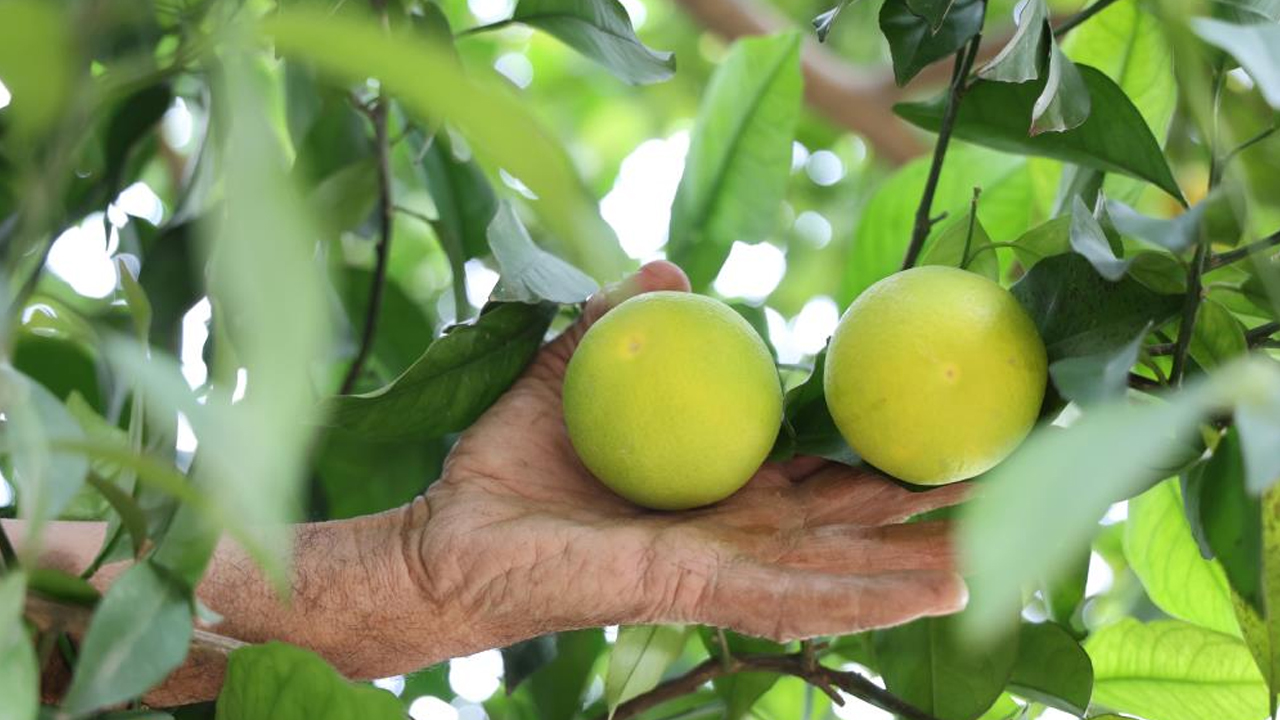 Diyarbakır’ın Bu Köyünde Tropikal Meyve Yetişiyor2