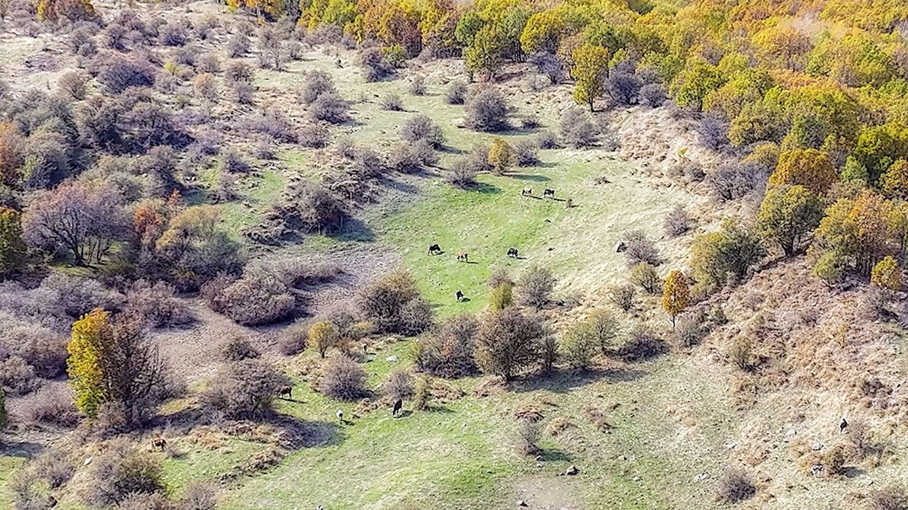 Diyarbakırlı Genç, Kaybolan Hayvanları Dronla Buluyor