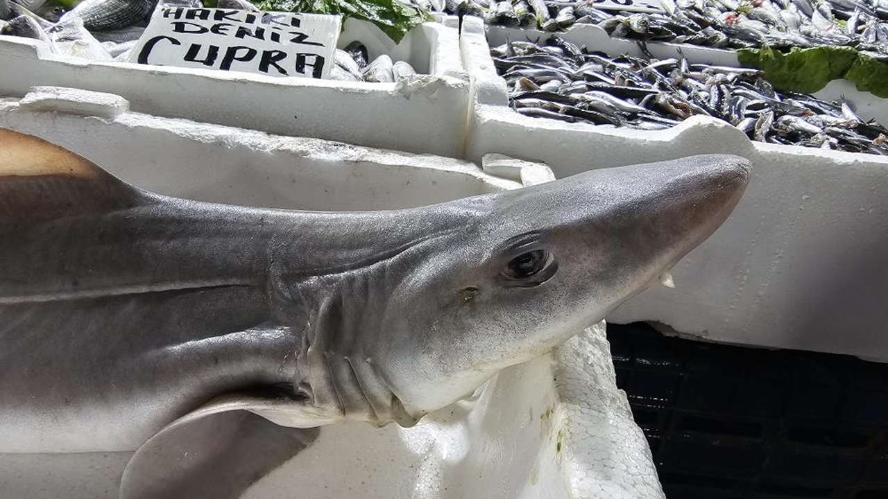 Elazığ'da Köpek Balığı Ilgi Odağı Oldu