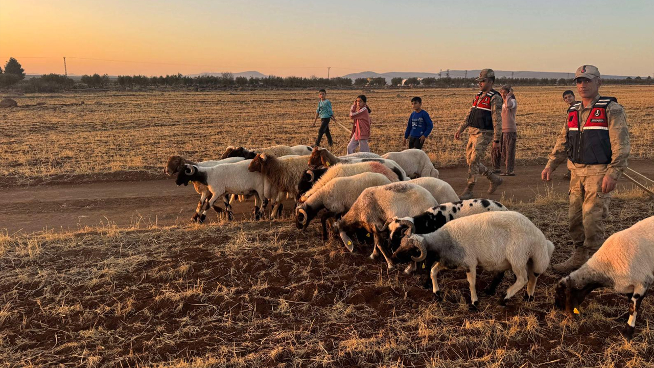 Jandarmadan Koyun Operasyonu!