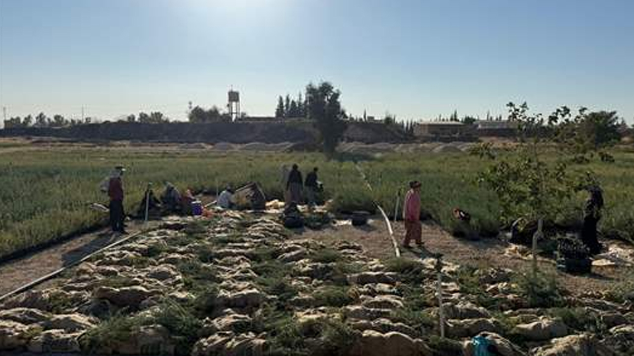 Mardin'de 2 Milyon Tuz Çalısı Fidanı Üretildi