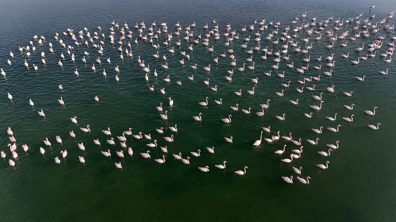 Van’da Flamingoların Görsel Şöleni