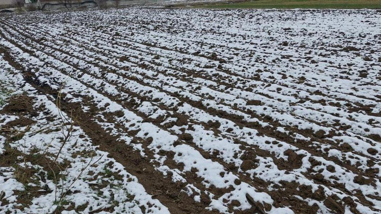 Diyarbakır Çiftçisinin ‘Beyaz’ Sevinci2