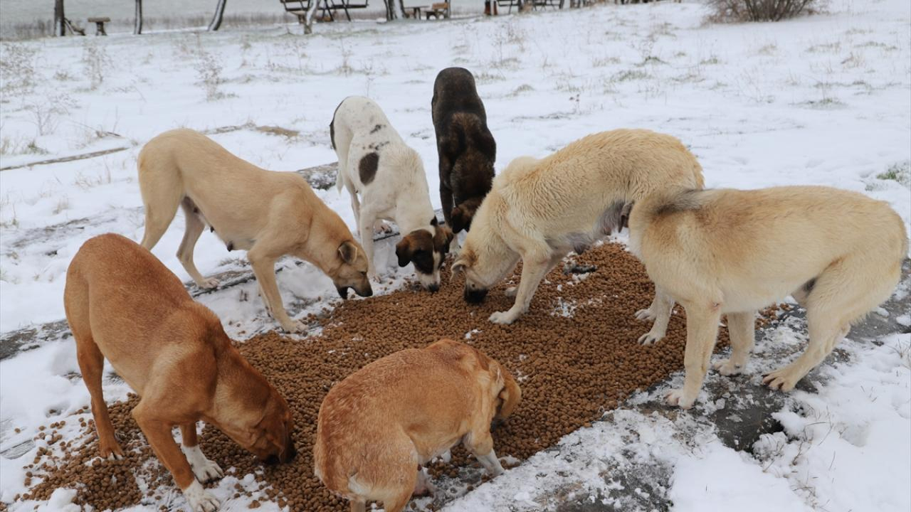 Diyarbakır’da Can Dostlarımızı Unutmayın!4