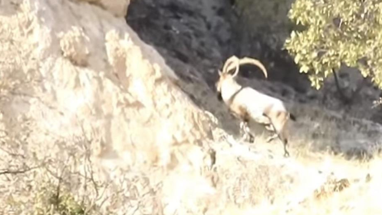 Diyarbakır’da Gelincik Dağı’nda Görüntülendiler