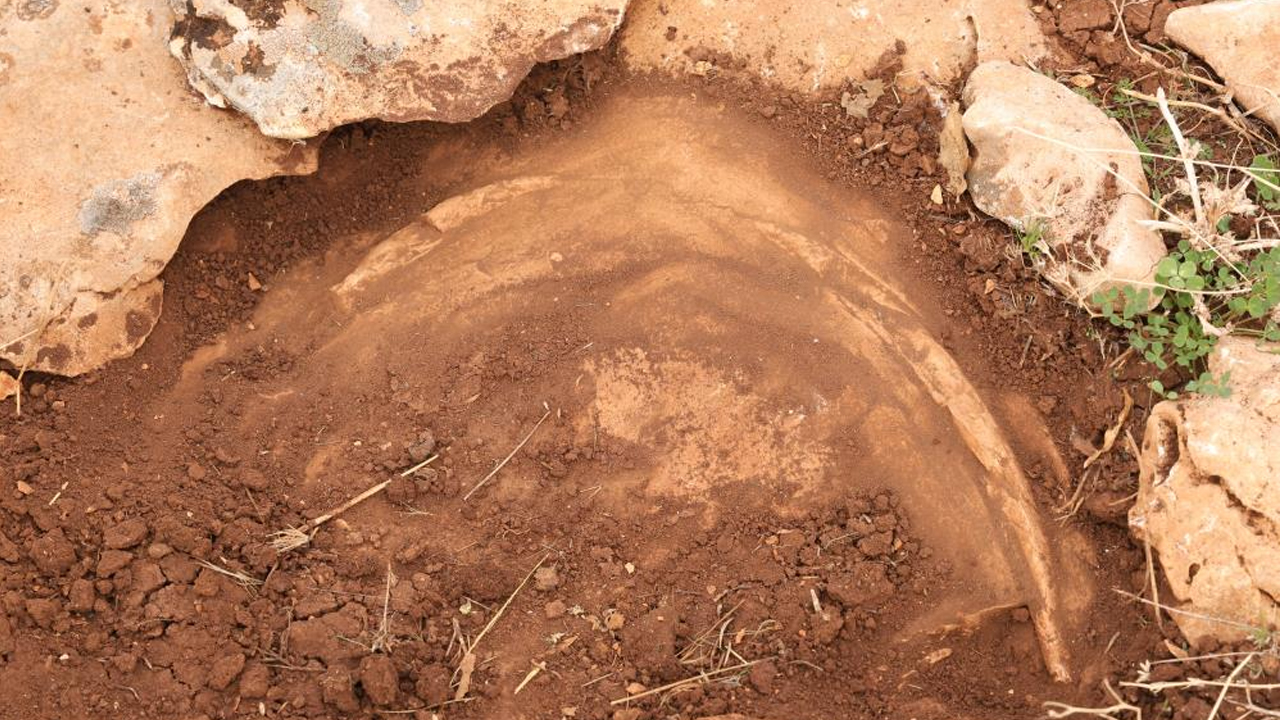 Diyarbakır'da Milyonlarca Yıl Önceye Ait Fosiller Bulundu1