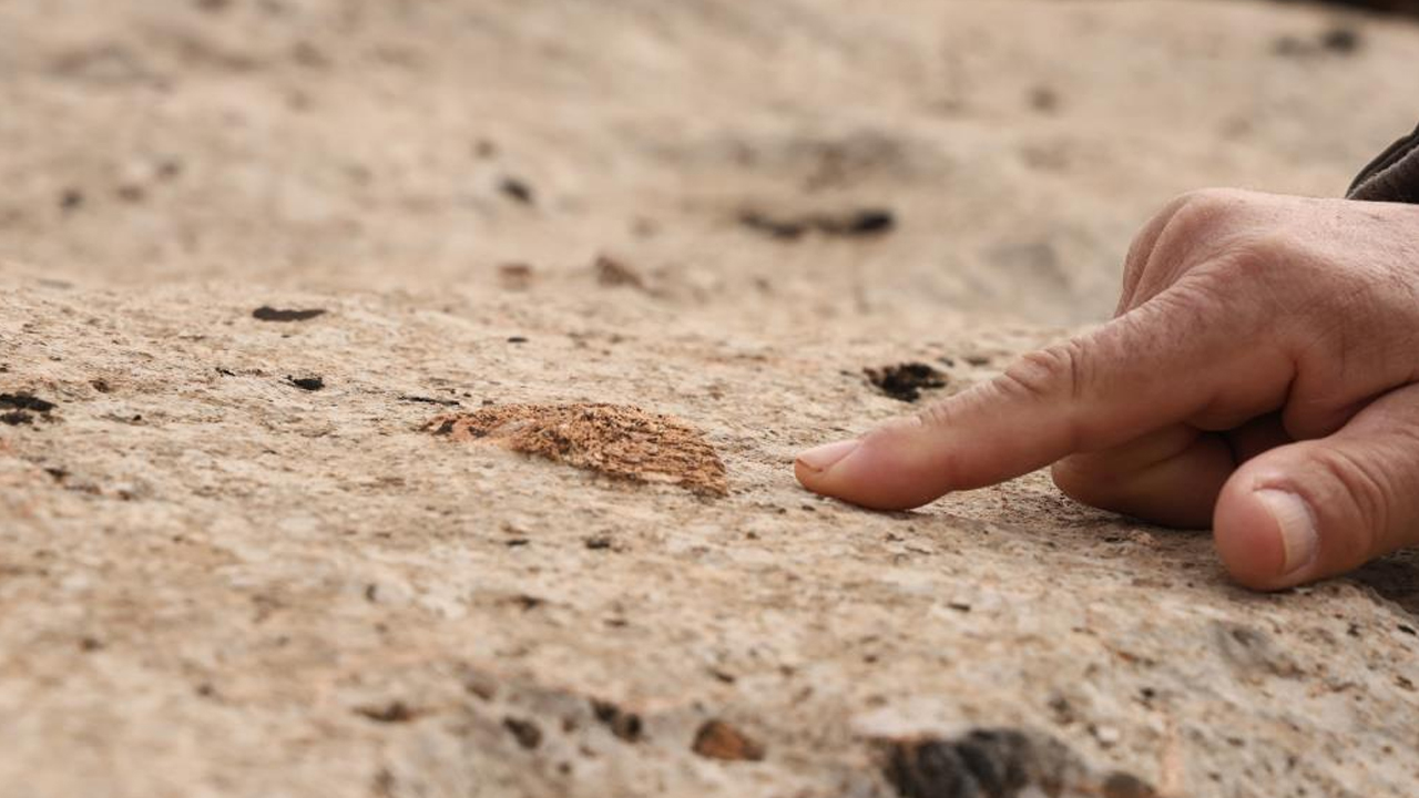 Diyarbakır'da Milyonlarca Yıl Önceye Ait Fosiller Bulundu2