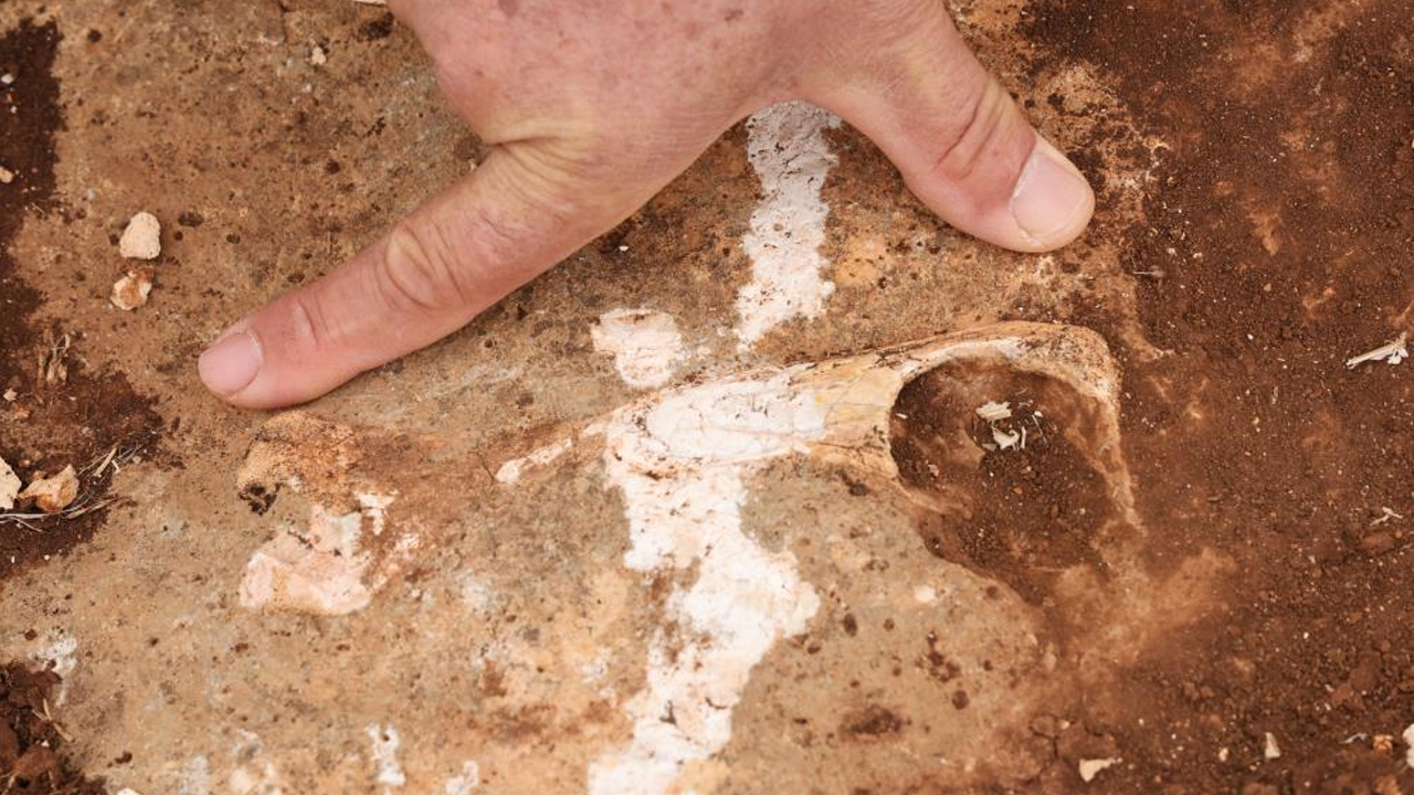 Diyarbakır'da Milyonlarca Yıl Önceye Ait Fosiller Bulundu3