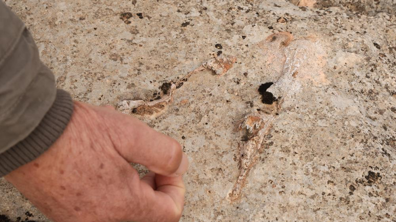 Diyarbakır'da Milyonlarca Yıl Önceye Ait Fosiller Bulundu4