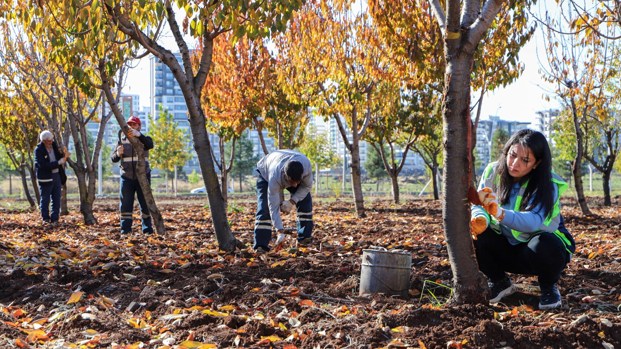 Diyarbakır’da Özel Yöntemlerle Ağaçlar Tedavi Ediliyor