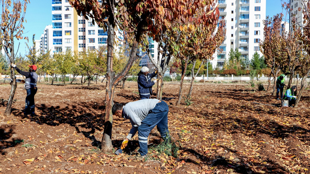 Diyarbakır’da Özel Yöntemlerle Ağaçlar Tedavi Ediliyor1