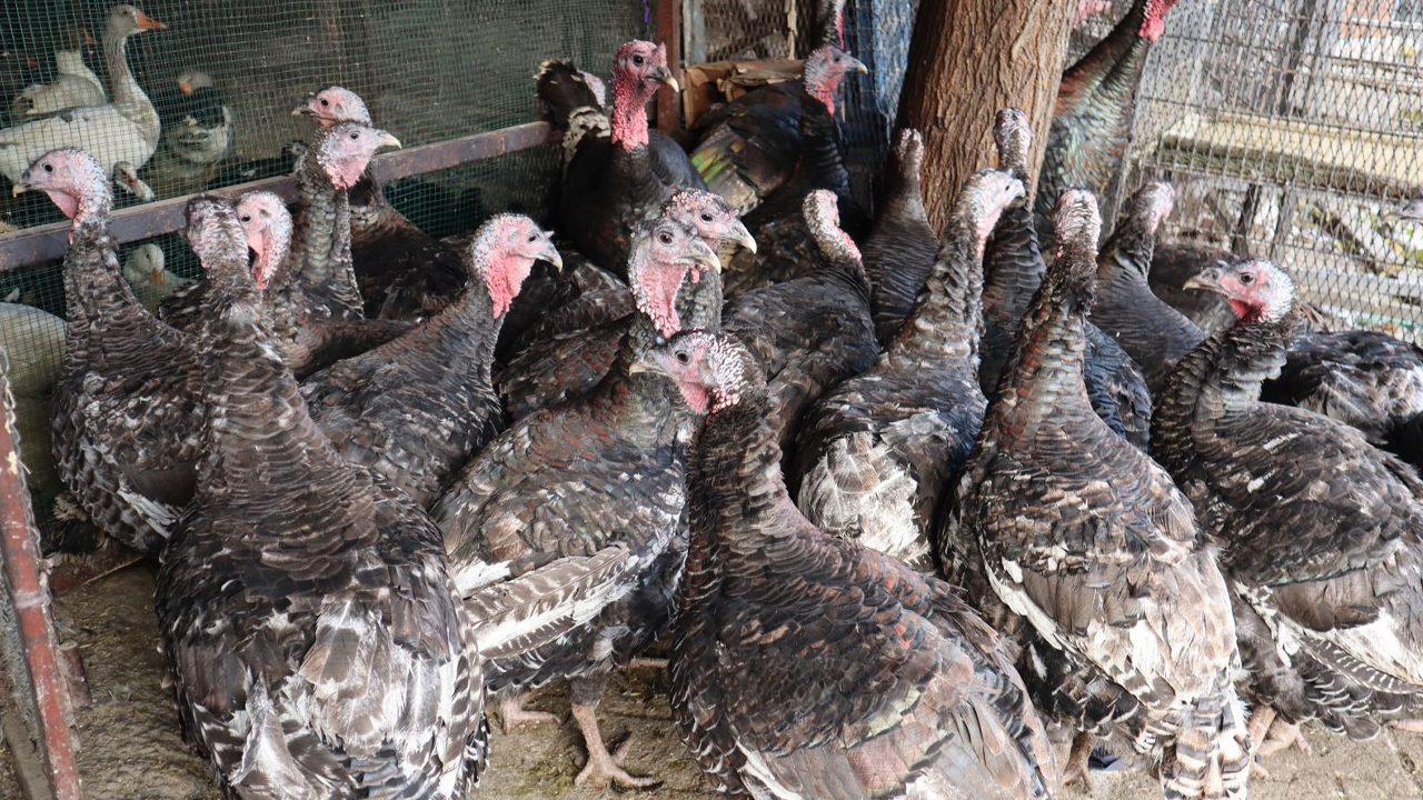 Diyarbakır’da Yılbaşı Hindisi Cep Yakıyor3