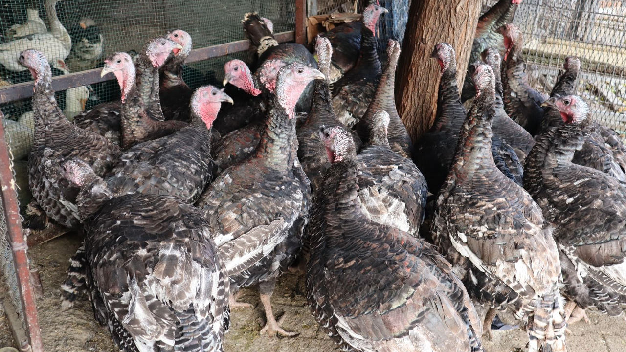 Diyarbakır’da Yılbaşı Hindisi Cep Yakıyor4