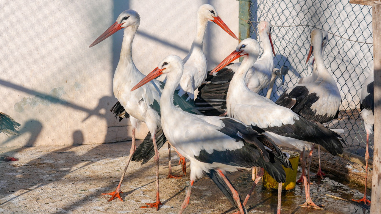Diyarbakır'daki Merkez Yaban Hayvanlarının Umudu Oldu