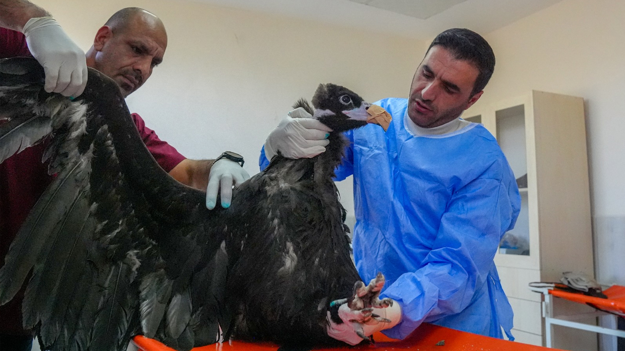 Diyarbakır'daki Merkez Yaban Hayvanlarının Umudu Oldu1