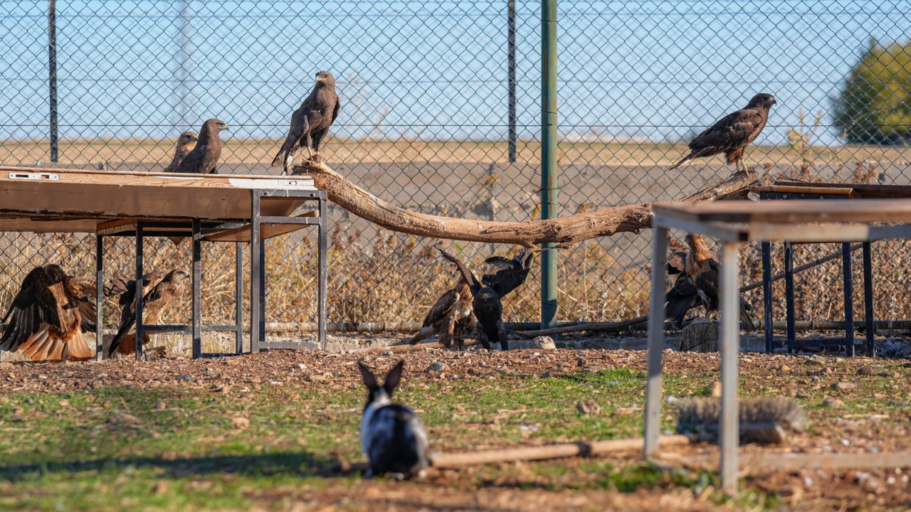 Diyarbakır'daki Merkez Yaban Hayvanlarının Umudu Oldu3