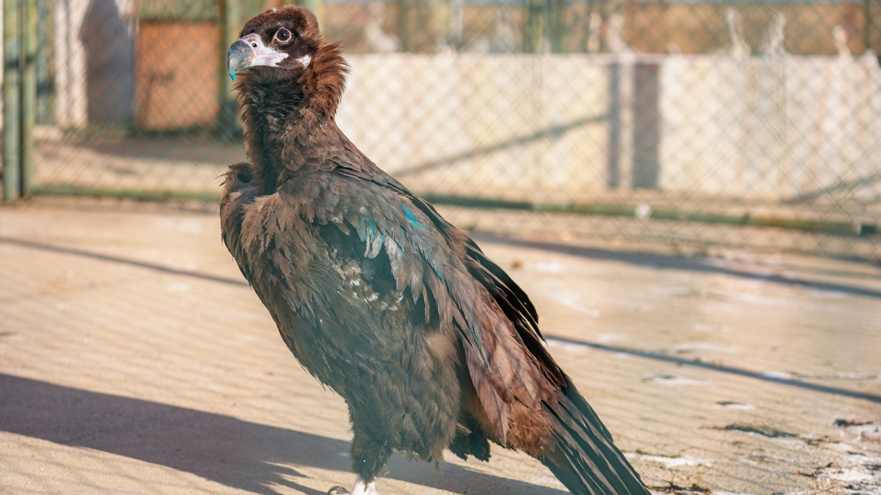Diyarbakır'daki Merkez Yaban Hayvanlarının Umudu Oldu4