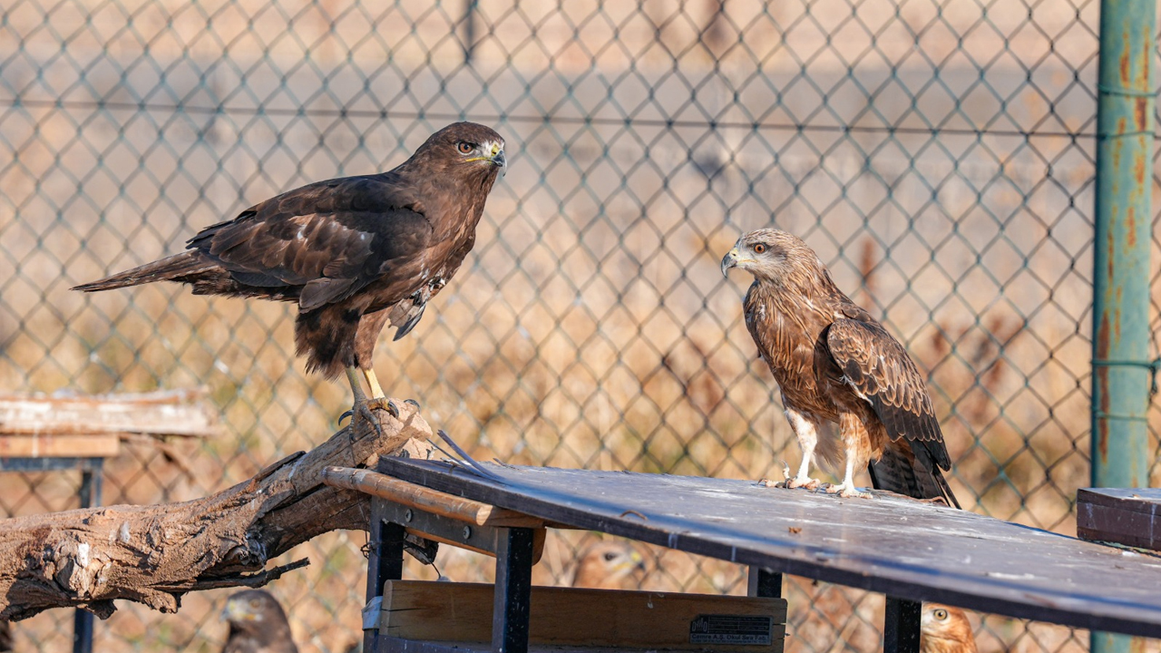 Diyarbakır'daki Merkez Yaban Hayvanlarının Umudu Oldu6