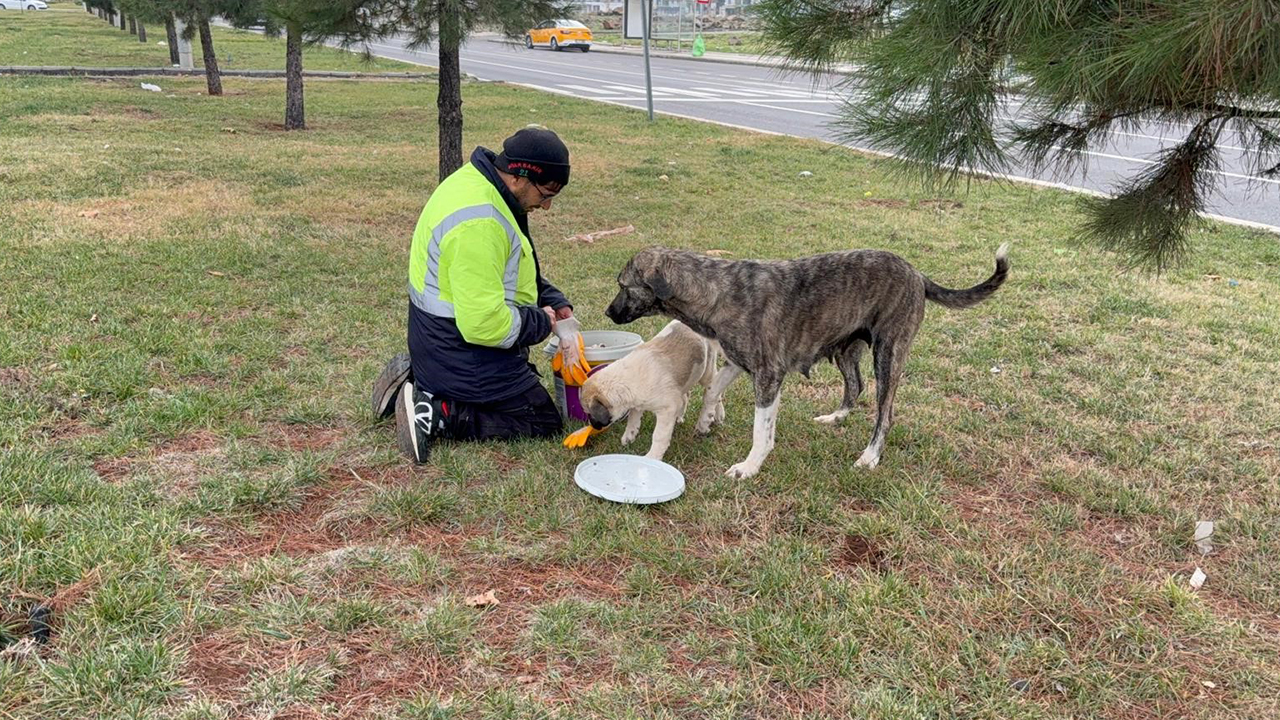 Diyarbakırlı Hayvanseverden Örnek Davranış2