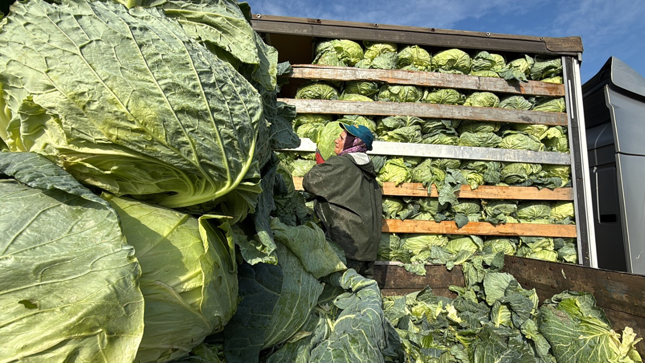 Hasadın Yükü Kadınların Sırtında