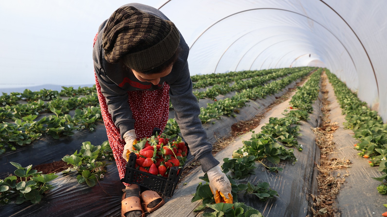 Şanlıurfa’da Çevre Illere Pazarlanıyor
