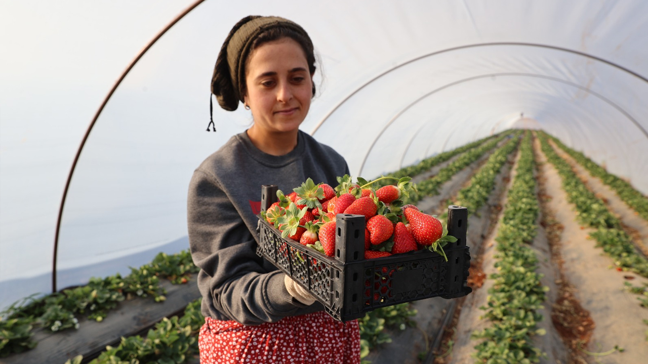 Şanlıurfa’da Çevre Illere Pazarlanıyor1
