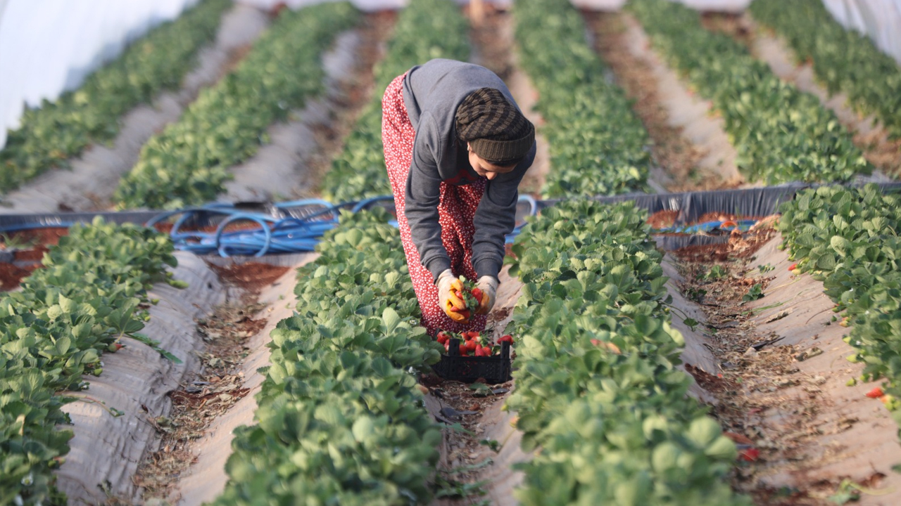 Şanlıurfa’da Çevre Illere Pazarlanıyor2