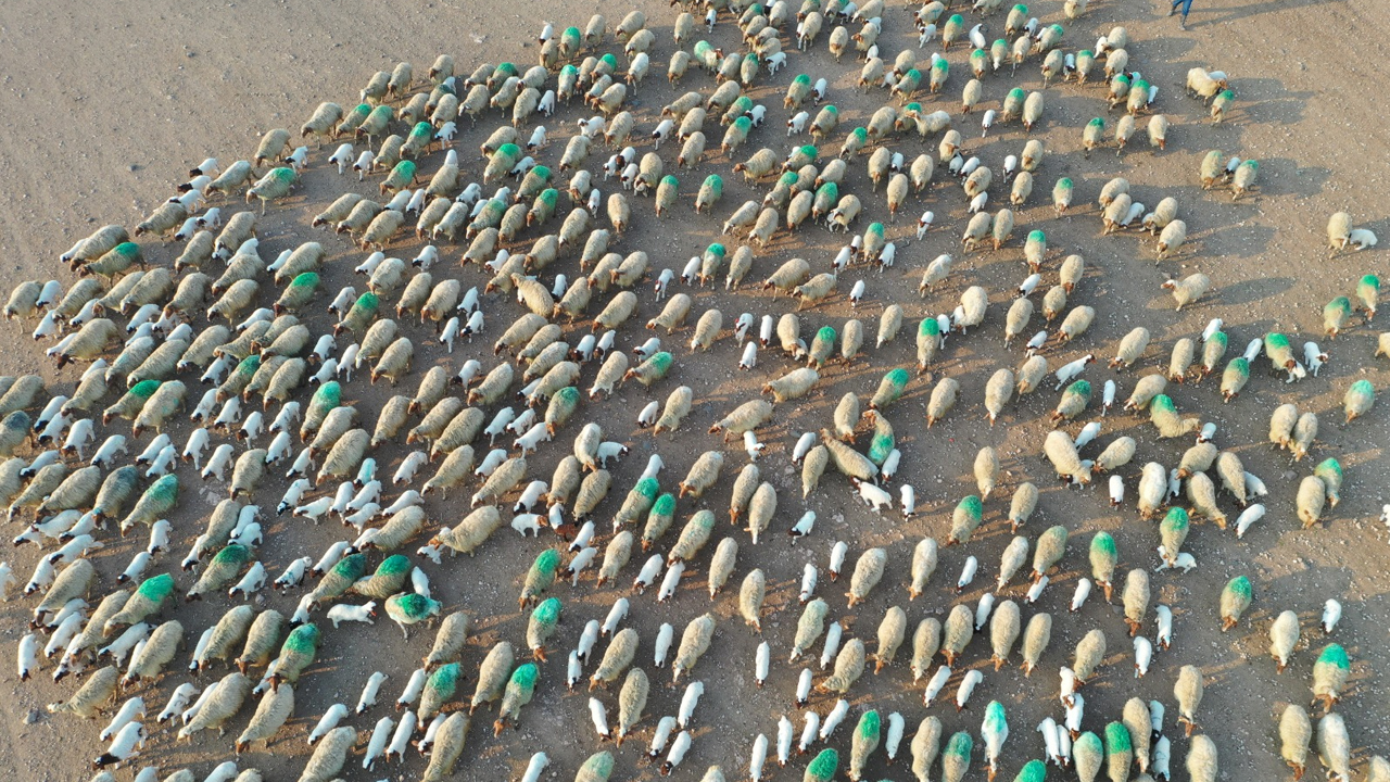 Suriye Sınırındaki Dev Işletmede 60 Bin Kuzu Dünyaya Geldi1