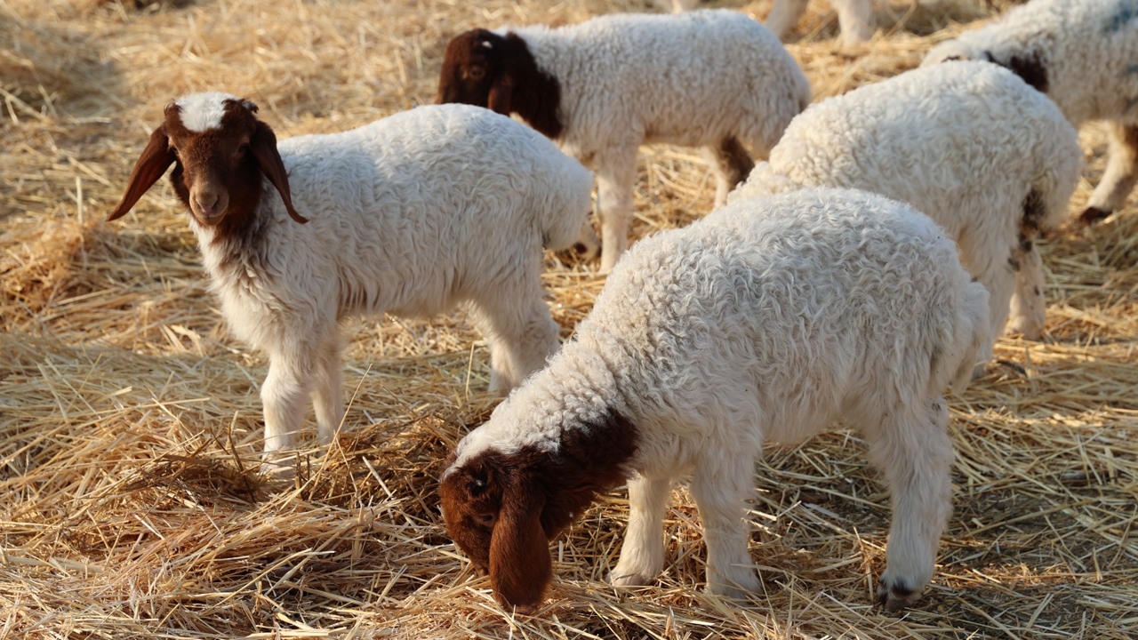 Suriye Sınırındaki Dev Işletmede 60 Bin Kuzu Dünyaya Geldi2