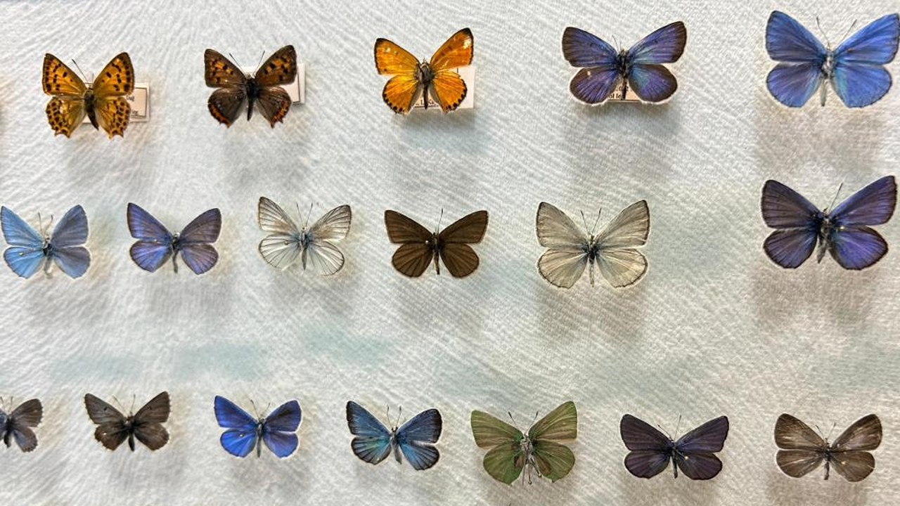 Van'da Kelebek Koleksiyonu