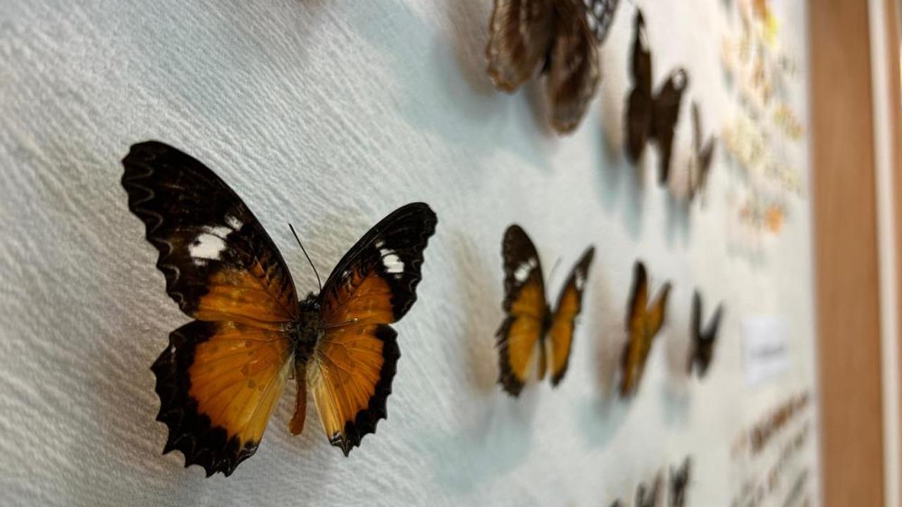 Van'da Kelebek Koleksiyonu2