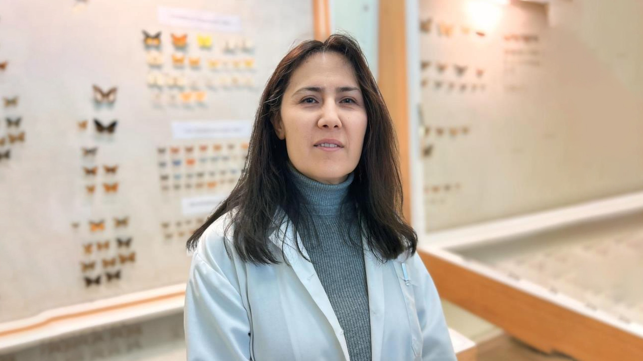 Van'da Kelebek Koleksiyonu3