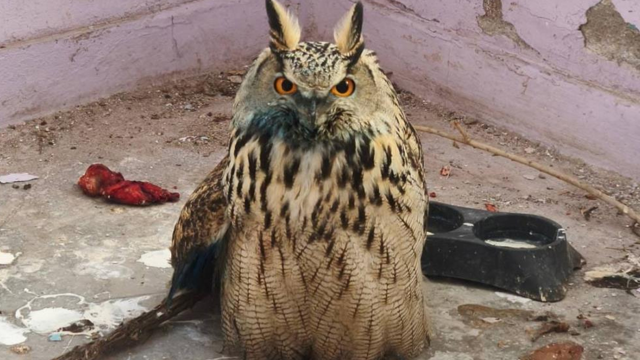 Yüksekova'da Yaralı Boynuzlu Baykuş Bulundu