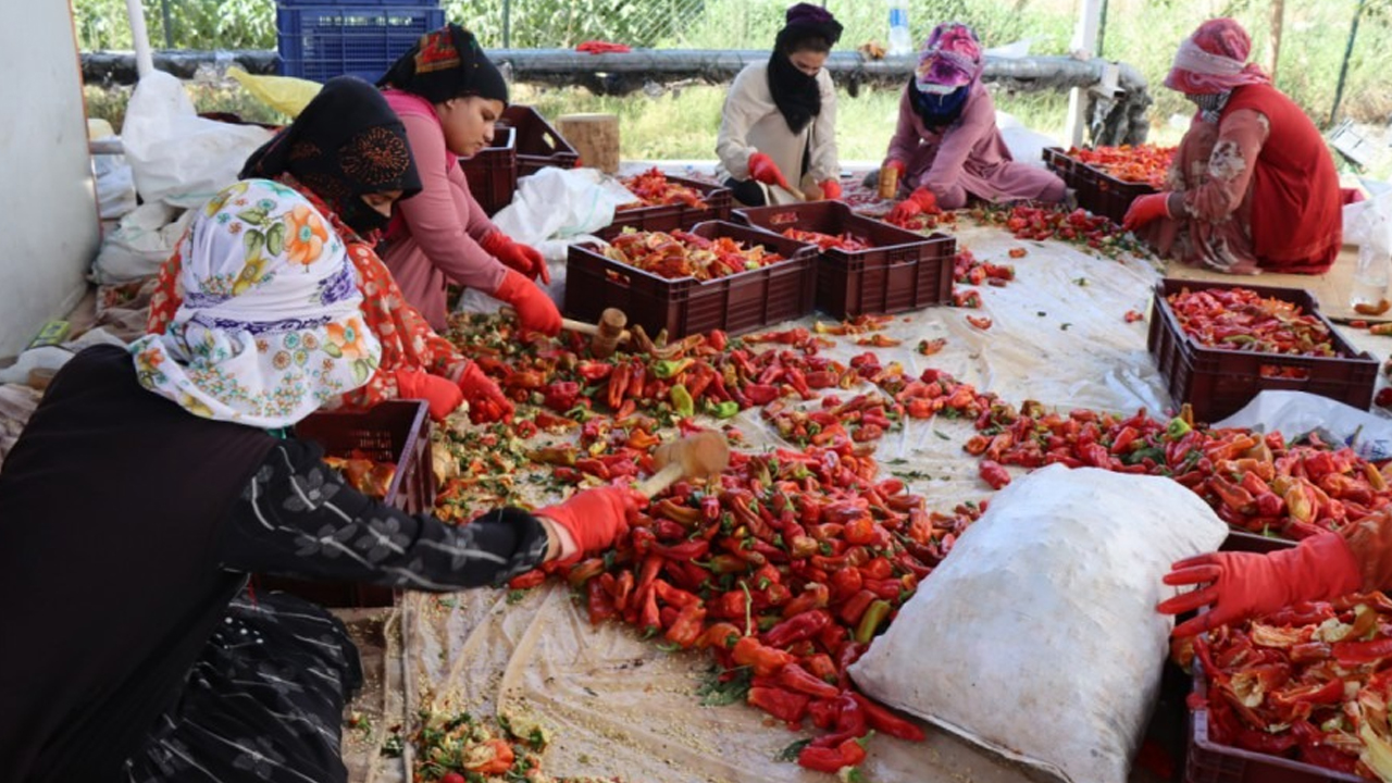95 Ülkeye 14,1 Milyon Dolarlık Pul Biber Ihracatı