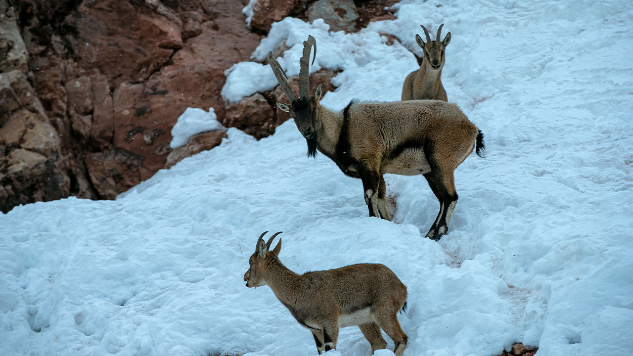 Adıyaman'da Dağ Keçilerini Güvenlikçiler Elleriyle Besledi1