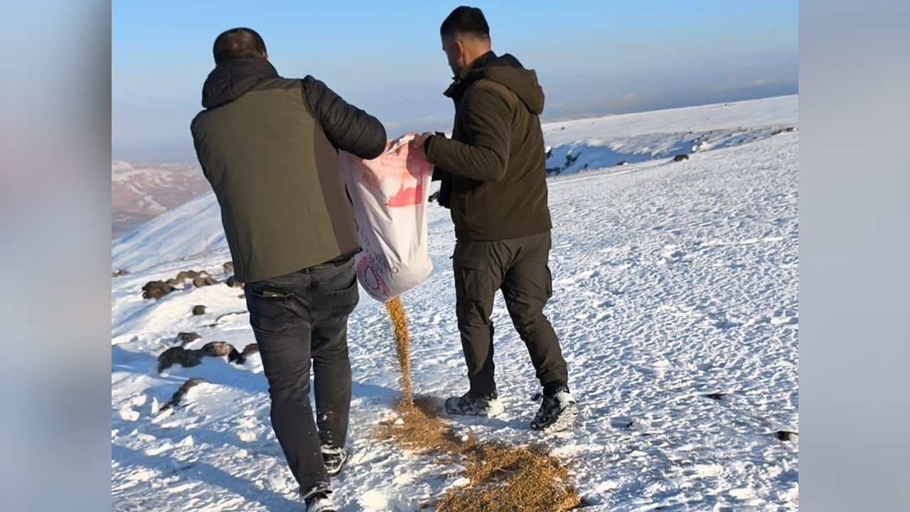 Batman'da Yaban Hayvanları Unutulmadı1