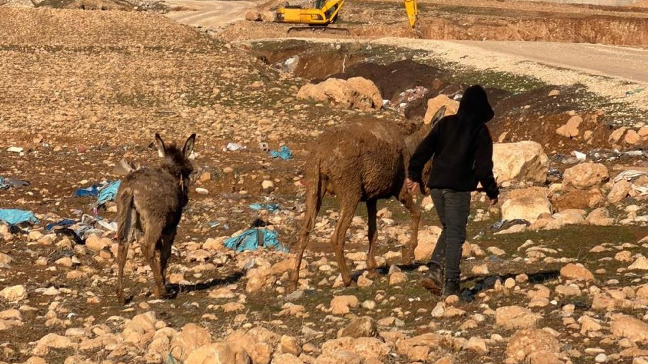 Cizre'de Bataklığa Saplanan Eşekler Kurtarıldı1