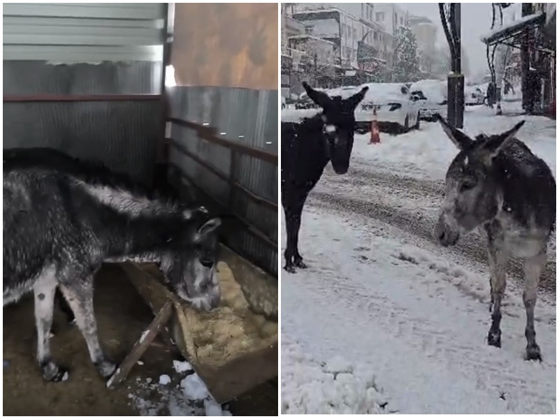 Diyarbakir Cermik Esekler