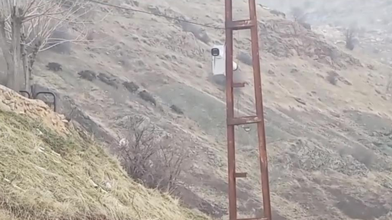 Diyarbakır'da Domuz Sürüsü Görüntülendi