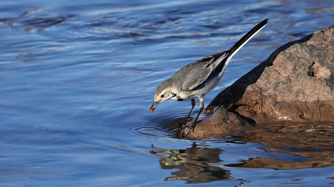 Diyarbakır’da Hevsel'in Kuşları