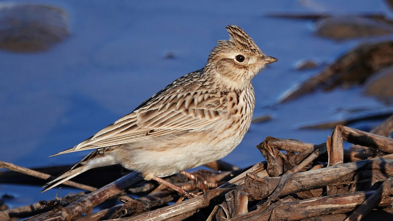 Diyarbakır’da Hevsel'in Kuşları1
