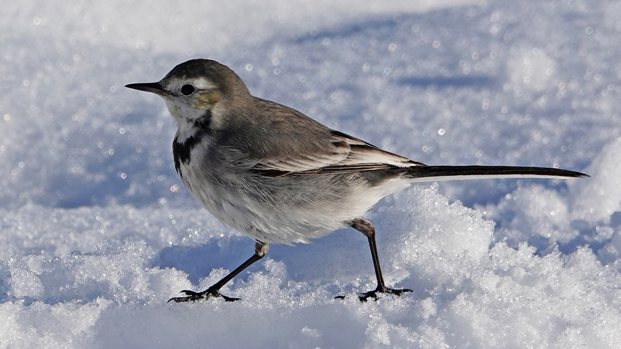 Diyarbakır’da Hevsel'in Kuşları2-1