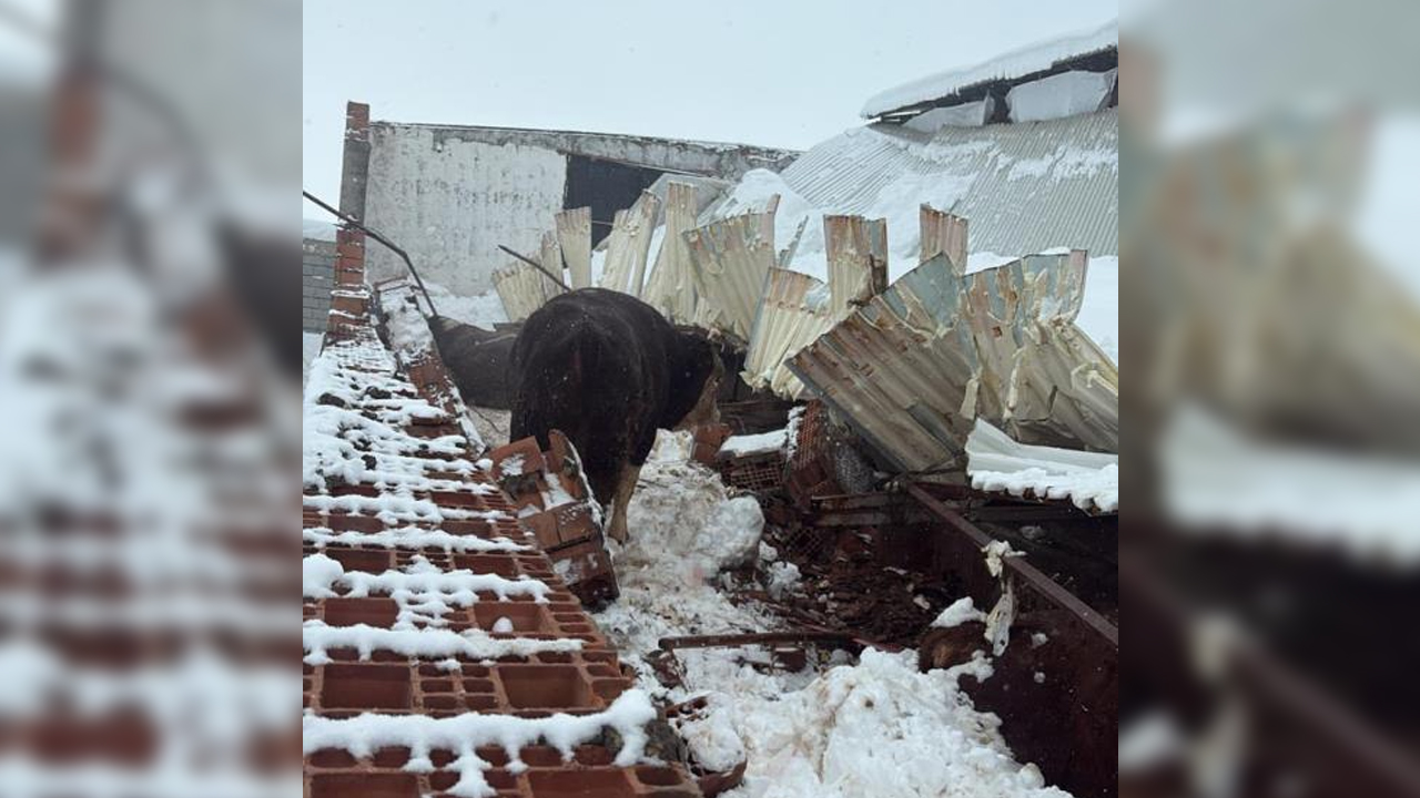 Diyarbakır’da Kar Ahırın Çatısını Çöktürdü 11 Hayvan Telef Oldu