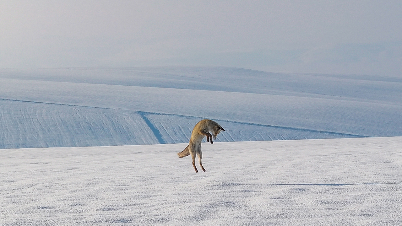 Diyarbakır'da Kar Ve Buz Üstünde ‘Kelek’ Ile Av Mesaisi2