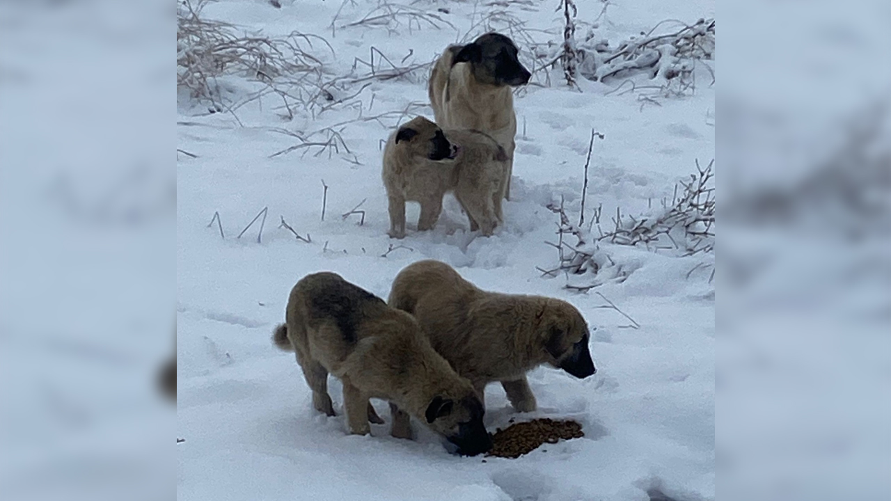 Diyarbakır’da Karda Yaşam Savaşı Veren Yaban Hayatına Destek1
