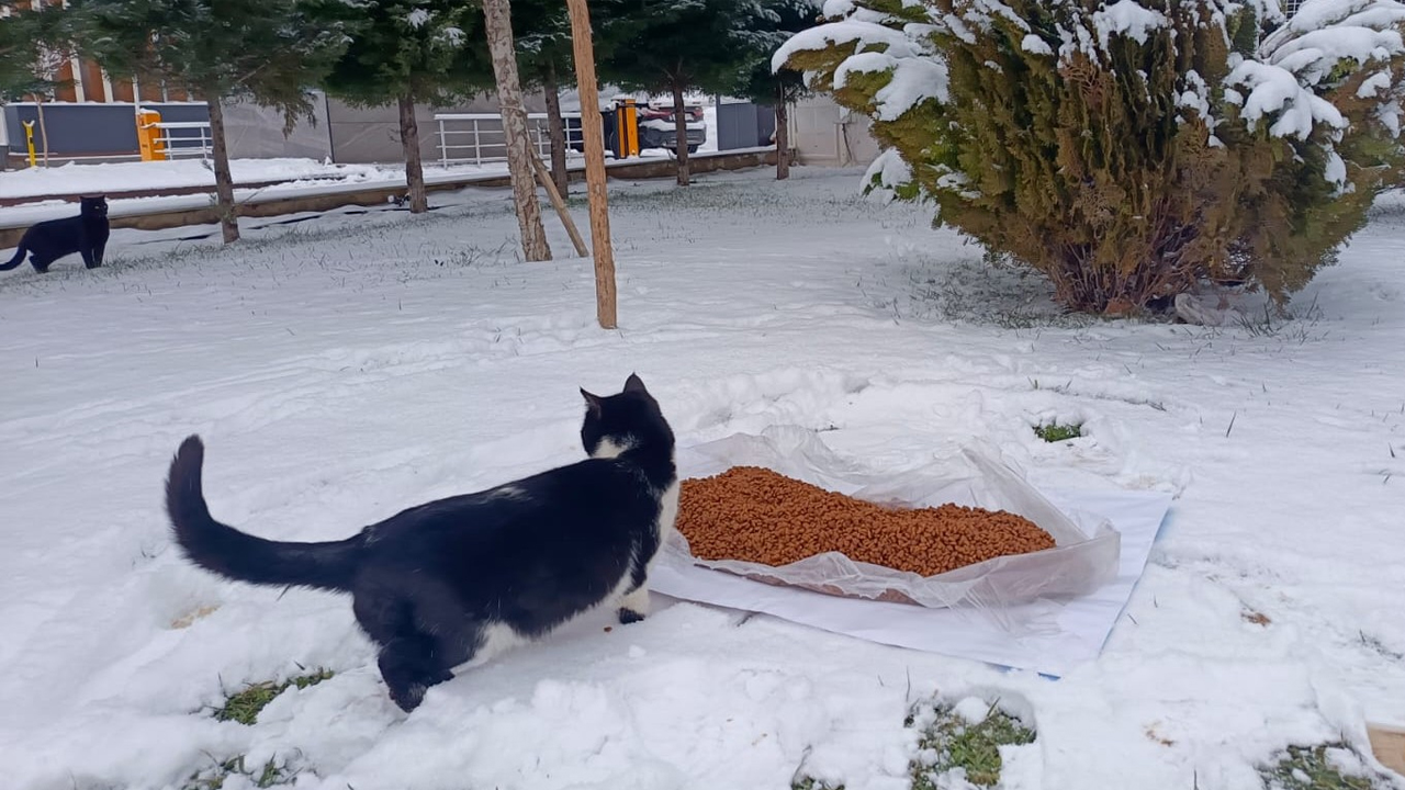 Diyarbakır’da Karda Yaşam Savaşı Veren Yaban Hayatına Destek2