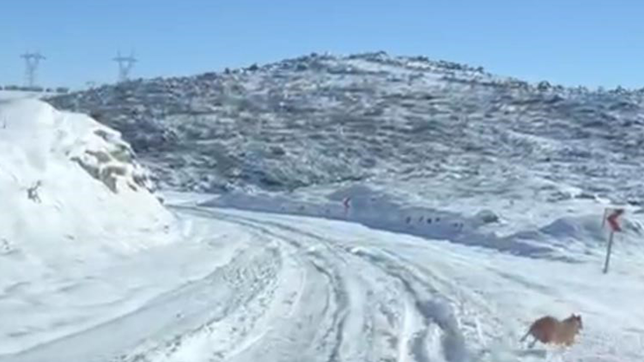 Diyarbakır’da Kurt Ve Domuz Sürüsü Şehre Indi