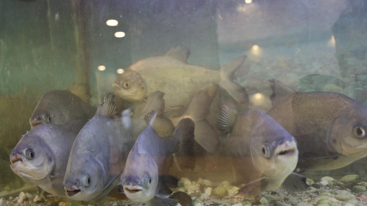 Diyarbakır’da Pirana Balıkları Kelle Paçayla Besleniyor